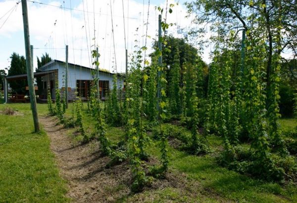 The Hop Garden