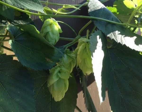 Big Bay Brewing Company